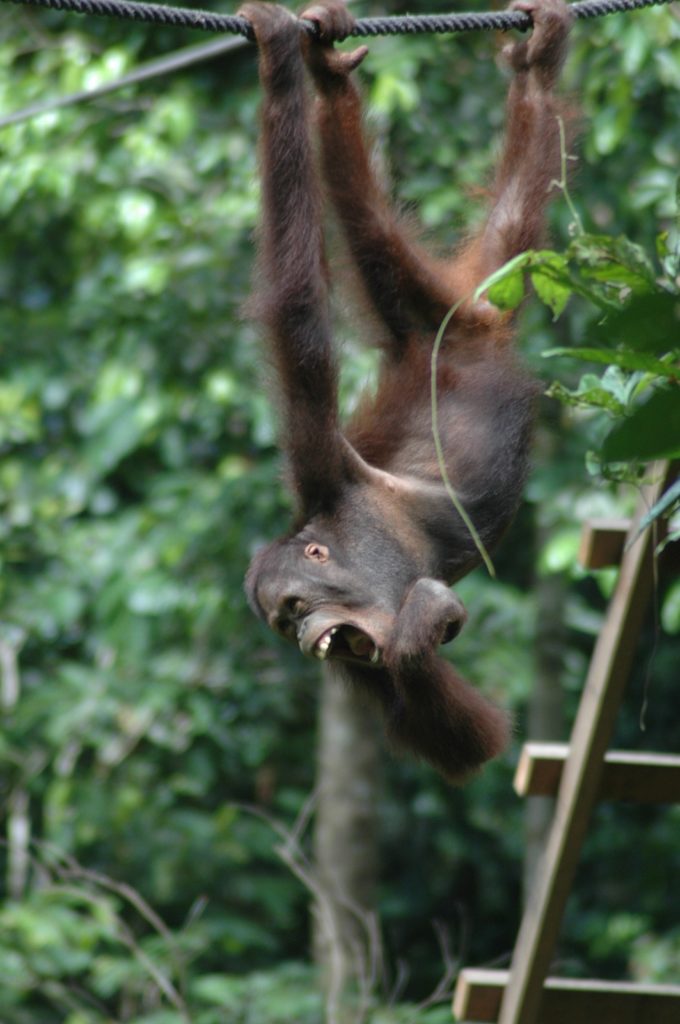 Reiseblogg, Borneo