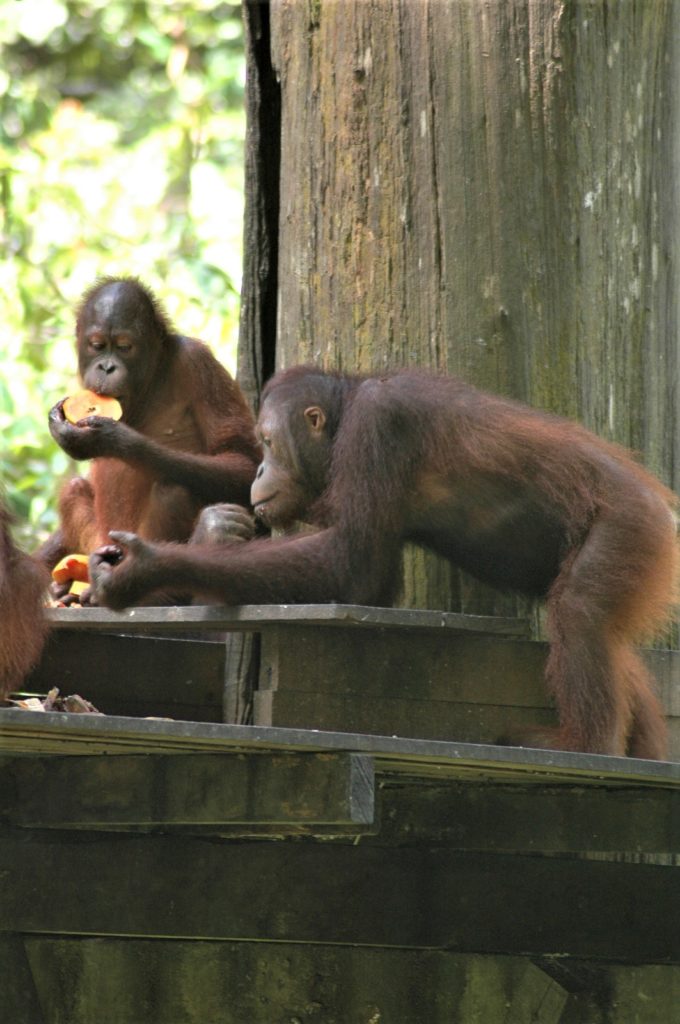 Reiseblogg, Borneo